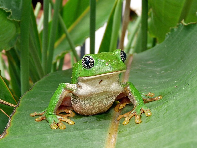 Descubre la Experiencia Mágica de Fu Frog en Línea en México in Mexico